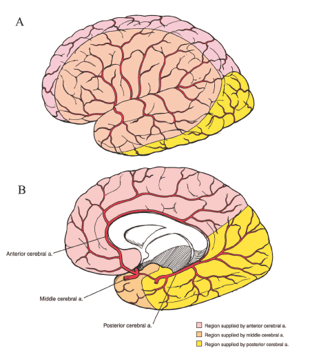 Circle of Willis