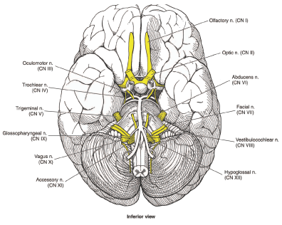 Cranial nerves