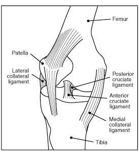 Knee ligaments