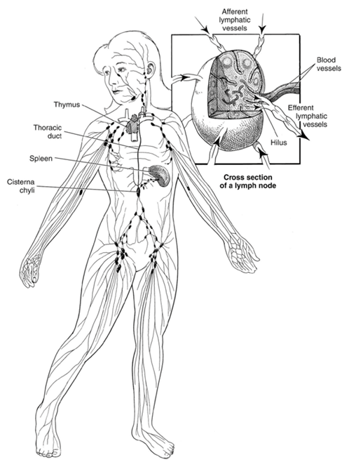 Lymphatic system